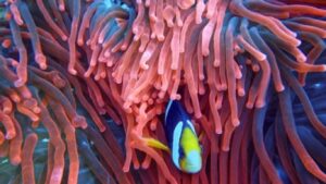 Deep-sea AI model to boost ocean research